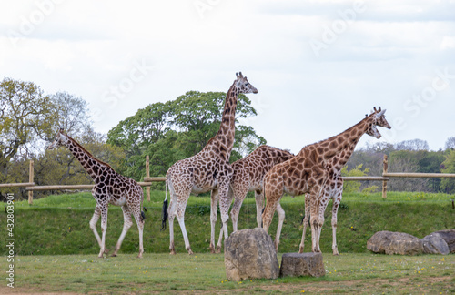 Photography giraffe in the zoo