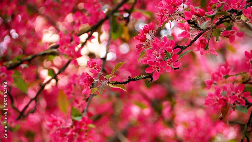 many small pink flowers on cherry tree in spring . pink background many small pink flowers on cherry tree in spring . pink background