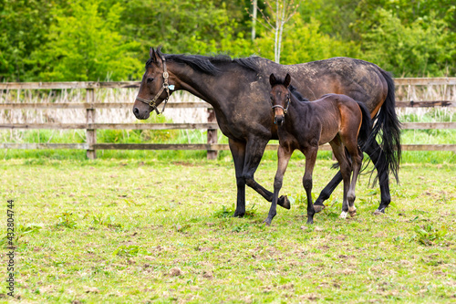 A foal and her mare in the Irish National Stud in Ireland County Kildare