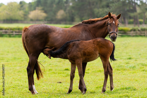 A mare is nursing and feeding her foal