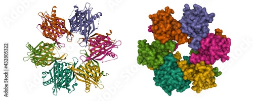 Crystal structure of the human CaMKII-alpha hub, 3D cartoon and Gaussian surface models with the differentially colored protein chains, white background photo