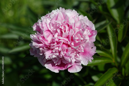 Pink terry peony flower in the garden on a sunny day.