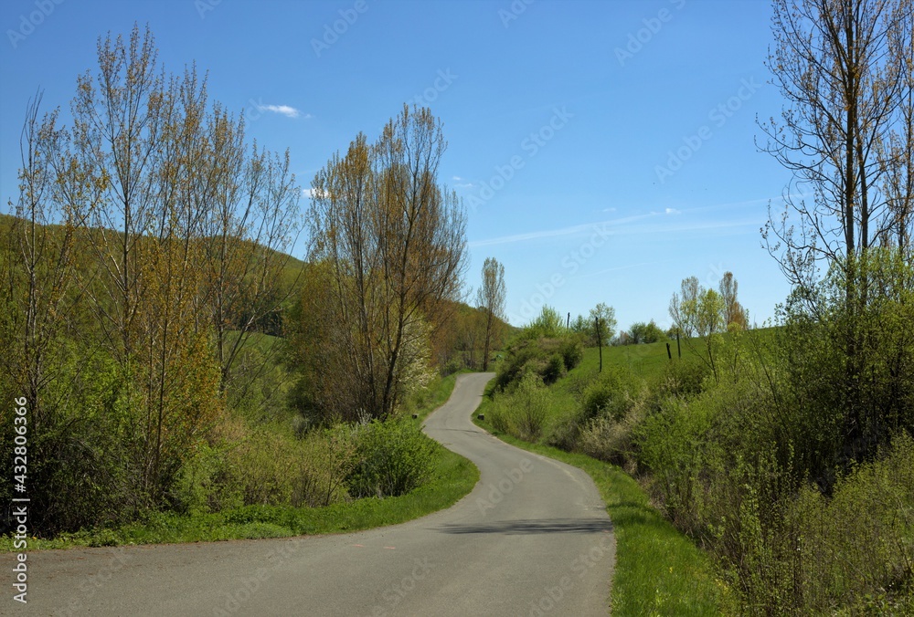 Fototapeta premium a field road through bushes and trees