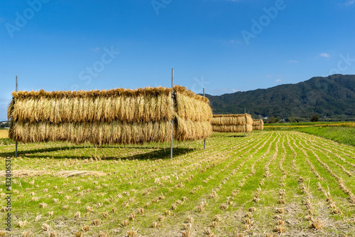 Drying the reaped rice in the sun in rural area of Fukuoka prefecture, JAPAN.
