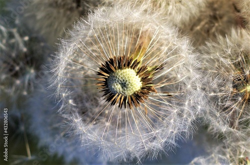 a closeup with white dandelion flowers
