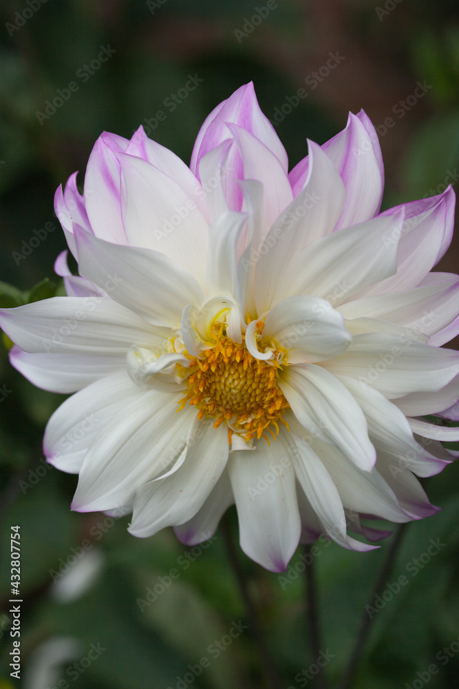 A white and pink dahlia flower seen in close-up