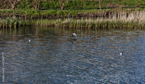 beautiful gull flying