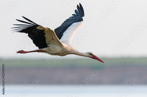 Foto Ciconia ciconia - Barza alba - White stork
