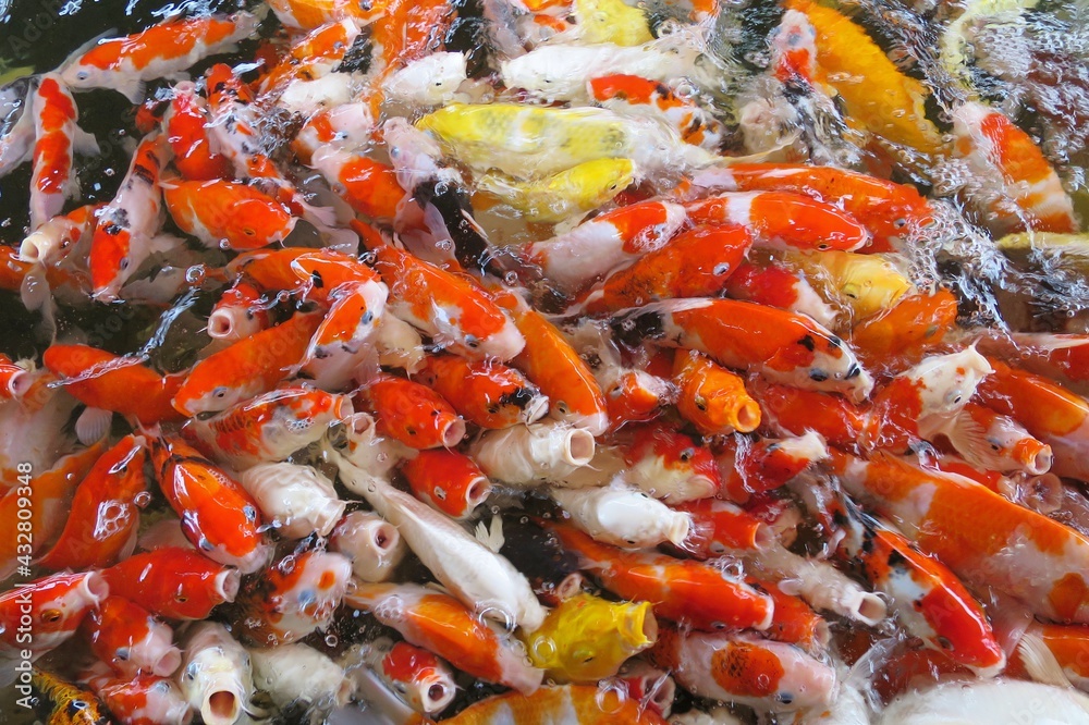 Beautiful fancy carps swimming and eating food in the pond at the farm. Soft focus. Feeding animals concept.