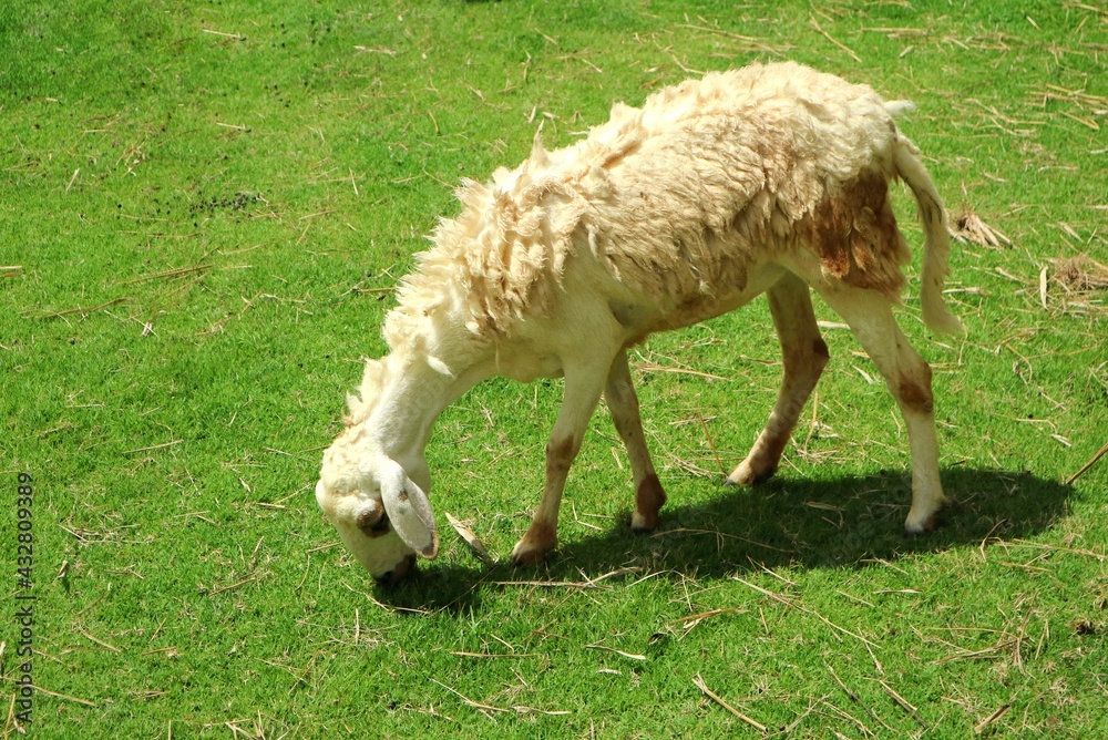 A cute white and brown sheep eating grass at a farm. Animal concept. A cute white and brown sheep eating grass at a farm. Animal concept.