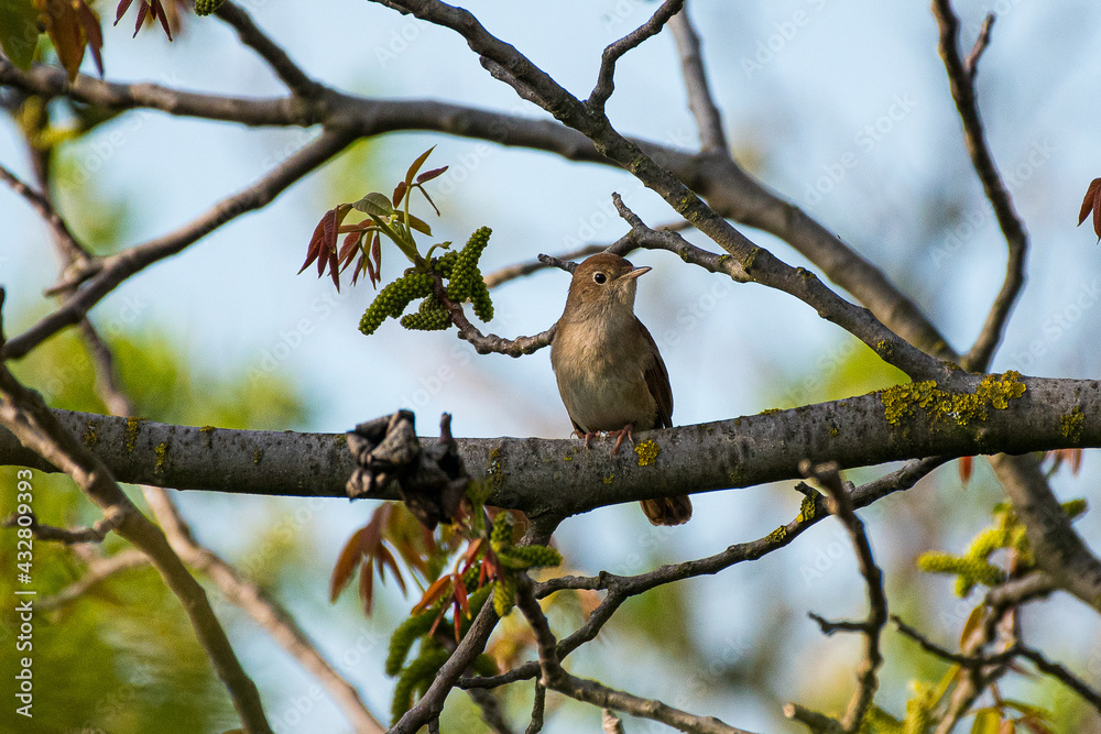 Obraz premium Luscinia megarhynchos - Privighetoare roscata - Common nightingale