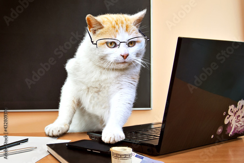 Wallpaper Mural Cat with glasses near the laptop. White with red cat at the desk. The concept of business, computer technology, information technology. Torontodigital.ca