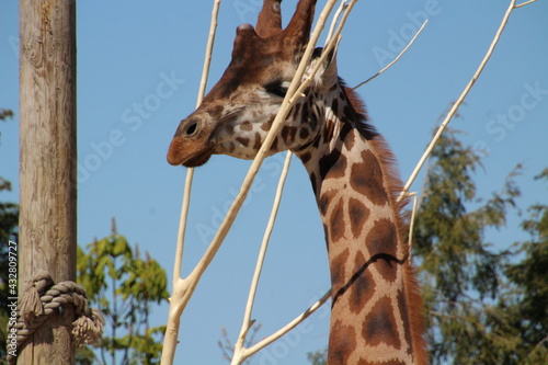 Photography close up of giraffe