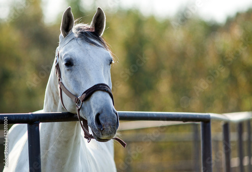 Portrait of a sporty white horse with a bridle.