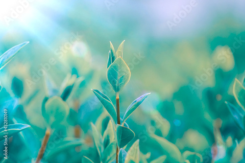 green plant leaves in the garden in spring season, green background