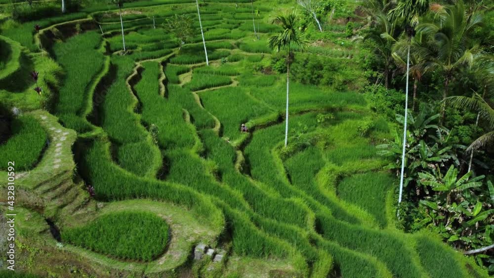 Aerial view on farmer collects rice on beautiful rice terrace in Tegalalang Rice Terrace between palm trees in Bali Indonesia. High quality 4k aerial footage Aerial view on farmer collects rice on beautiful rice terrace in Tegalalang Rice Terrace between palm trees in Bali Indonesia. High quality 4k aerial footage