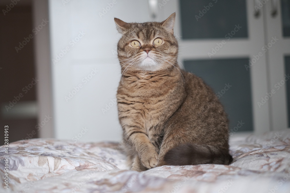cat on the bed cat on the bed