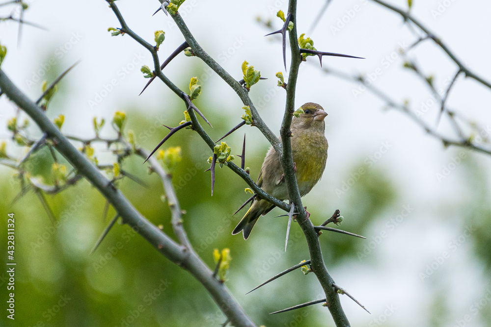 Obraz premium Chloris chloris - Florinte - European greenfinch