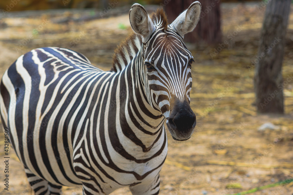 Naklejka premium Zebra in the natural zoo.