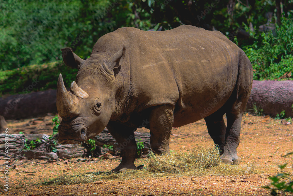 Fototapeta premium Southern white rhinoceros on natural background.
