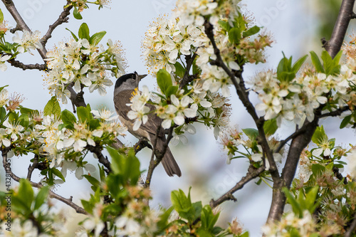 Sylvia atricapilla - Silvie cu cap negru - Eurasian blackcap photo