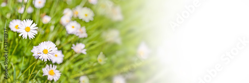 Daisy flowers panoramic web banner with white copy space © Delphotostock