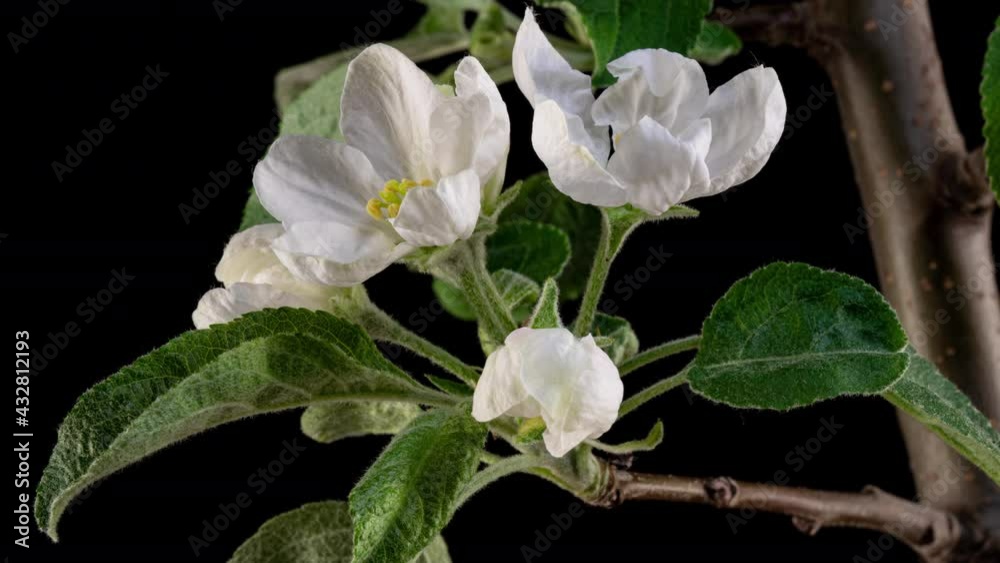 Timelapse fruit tree Apple flowers flourishing and opening on black background 4k video Timelapse fruit tree Apple flowers flourishing and opening on black background 4k video