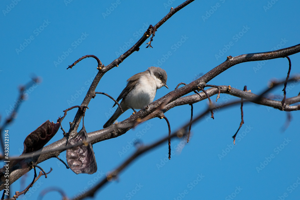 Sylvia curruca - Silvie mica - Lesser whitethroat Sylvia curruca - Silvie mica - Lesser whitethroat
