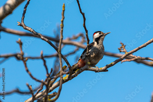 Dendrocopos syriacus - Ciocanitoare de gradini - Syrian woodpecker