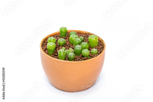 Image of cactus isolated on white background. Small decorative plant. Front view.