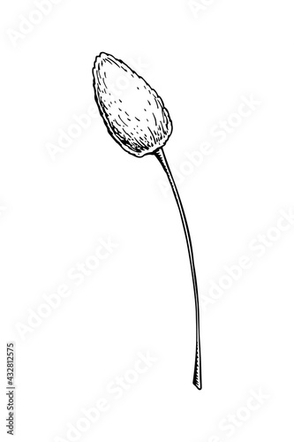 Hand drawn bunny tail grass isolated on white background. Vector illustration in sketch style
