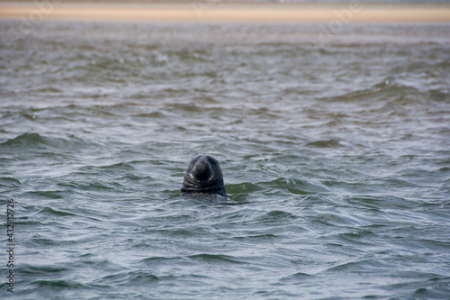 wild Seals on the beach © Sean
