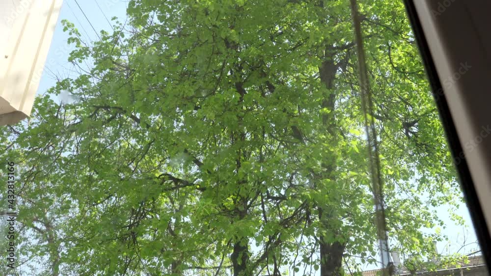 trees summer wind, good weather green foliage trees summer wind, good weather green foliage
