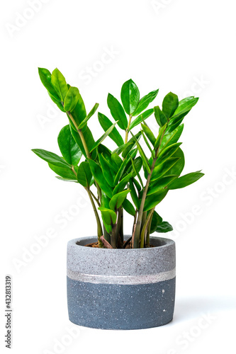 green Zamioculcas zamiifolia plant with gray pot isolated on white background House plant, home, home flowers care, hobby, decor concept
