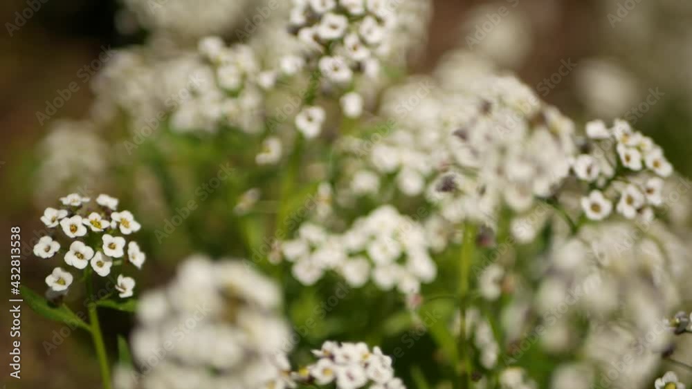 Tender white flowers in garden, California USA. Springtime meadow romantic atmosphere, morning delicate pure greenery. Spring fresh garden or lea in soft focus. Natural botanical blossom close up.