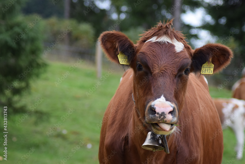 cow looking at the camera, sticking its tongue out cow looking at the camera, sticking its tongue out