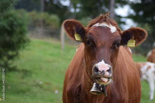 cow looking at the camera, sticking its tongue out