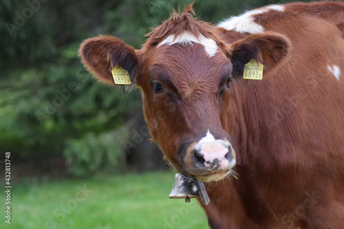 portrait of a cow on a field in switzerland