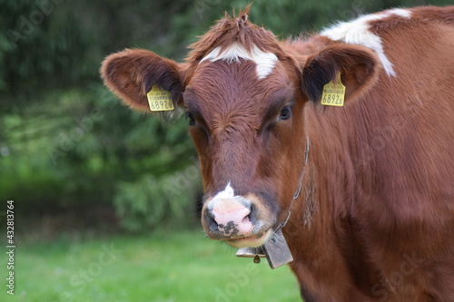 portrait of a cow on a field in switzerland