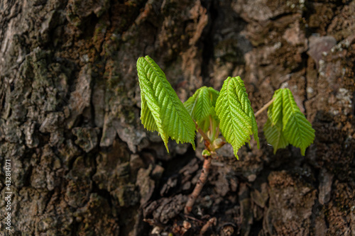 Young chestnut leaves on the background of the trunk.