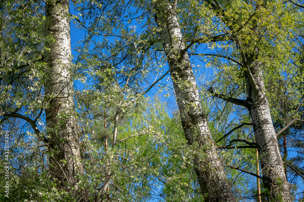 Large trees against the blue sky. Large trees against the blue sky.