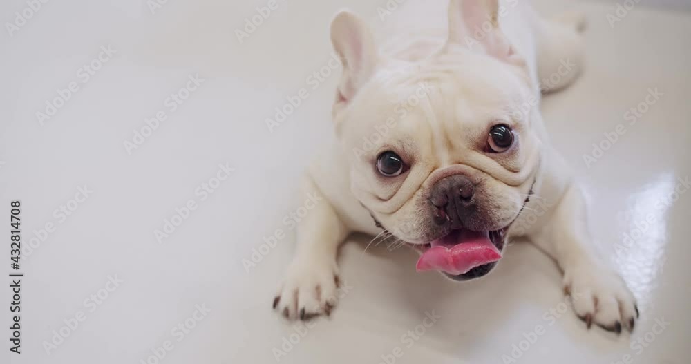 Portrait attractive cute French bulldog lying relaxing looking at camera on floor in living room Portrait attractive cute French bulldog lying relaxing looking at camera on floor in living room