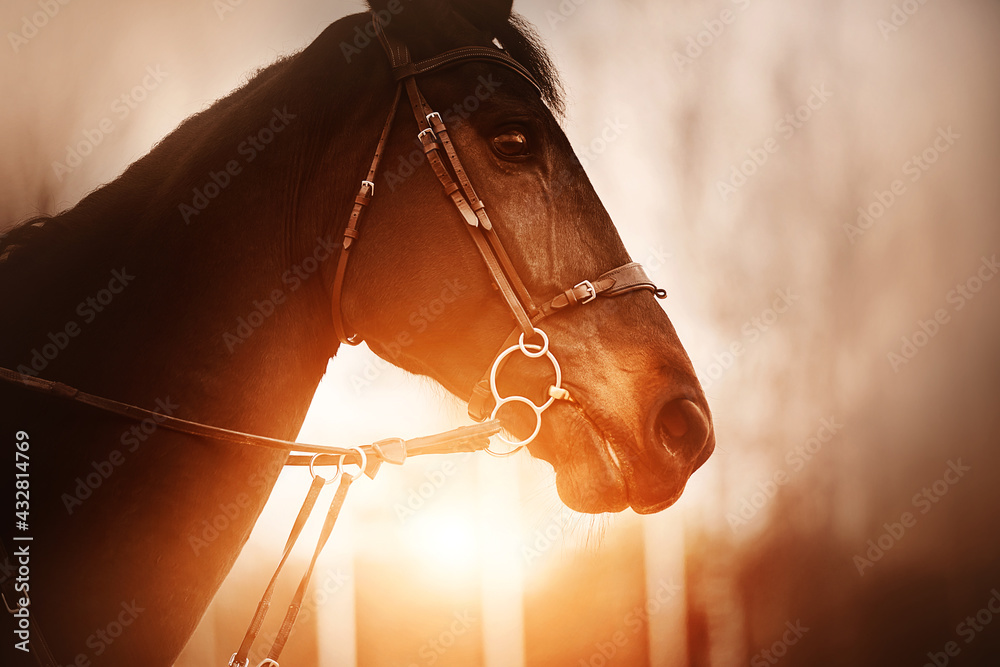 Portrait of a beautiful bay horse with a bridle on its muzzle, which is