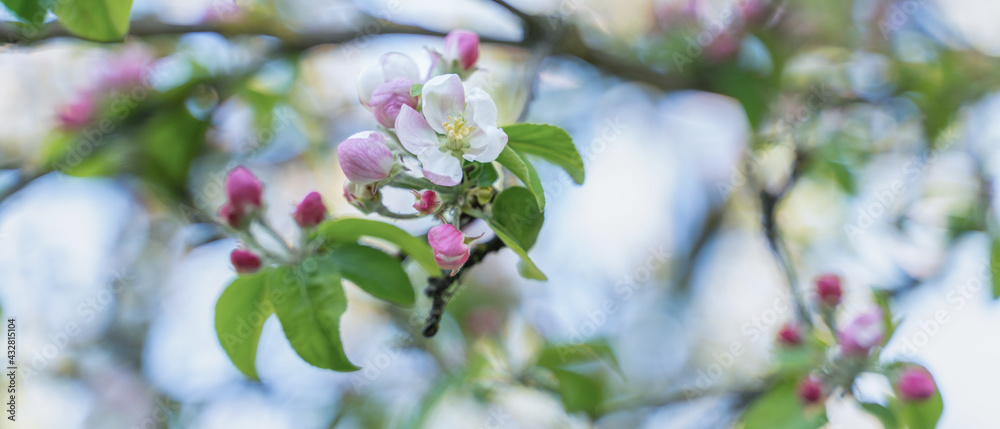blooming apple tree, tree branches with flowers, close up blurry background blooming apple tree, tree branches with flowers, close up blurry background