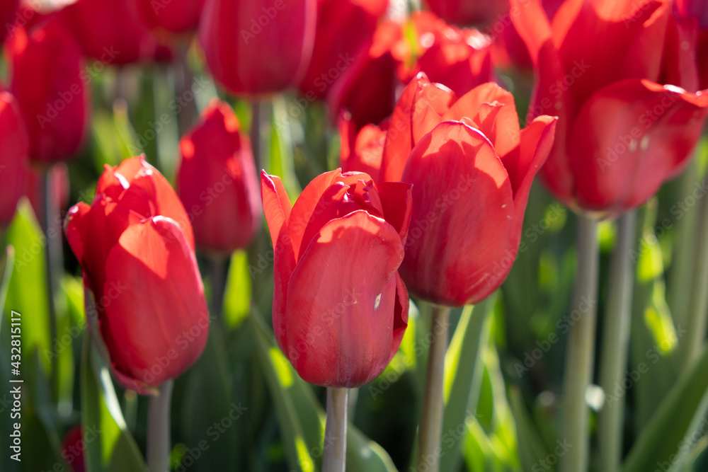 bright red classic tulips texture