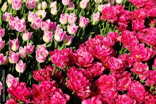 Fototapeta Naklejka Na Ścianę i Meble -  decorative spring tulips of red shade