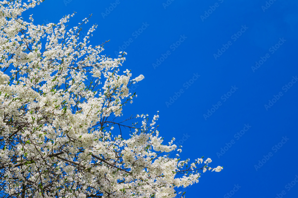 Spring white apple blossom against blue sky. Spring cherry bloss Spring white apple blossom against blue sky. Spring cherry bloss