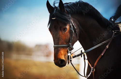 Fototapeta Naklejka Na Ścianę i Meble -  Portrait of a bay horse with a dark mane, a bridle on the muzzle and a rider in the saddle, which galloping against the background of a cloudy sky. Equestrian sports. Horse riding.