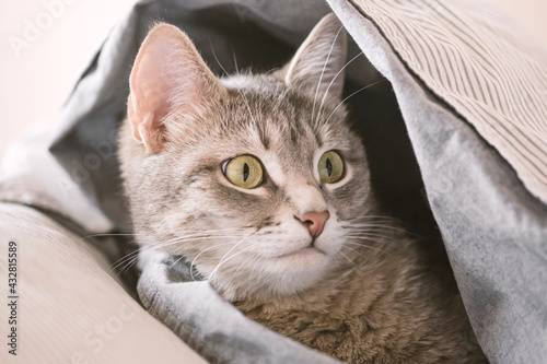 A domestic tabby gray cat lies on the bed  wrapped in a blanket.