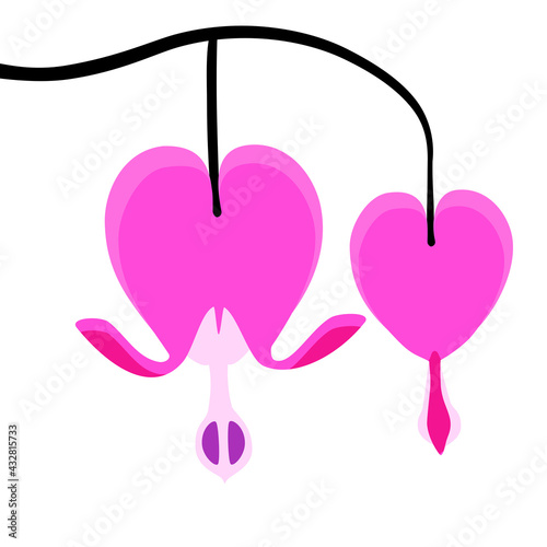 bleeding heart pink flower vector on a white illustration
